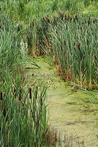 cattails along marshy stream